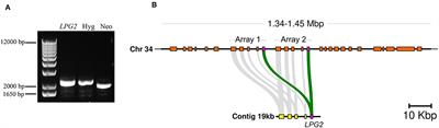 LPG2 Gene Duplication in Leishmania infantum: A Case for CRISPR-Cas9 Gene Editing
